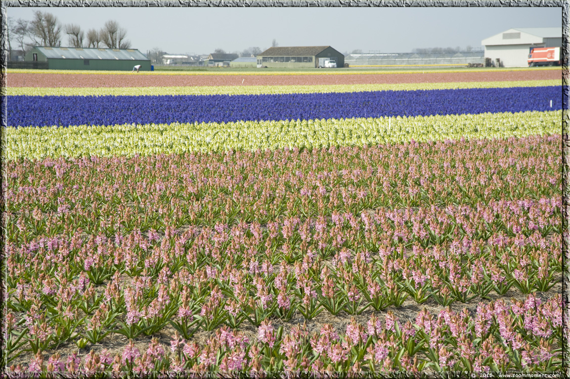 hyacinten Bollenstreek   Bulbs District
Palavras chave: Bollenstreek Lisse Nederland  Bulbs District hyacinth hyacint