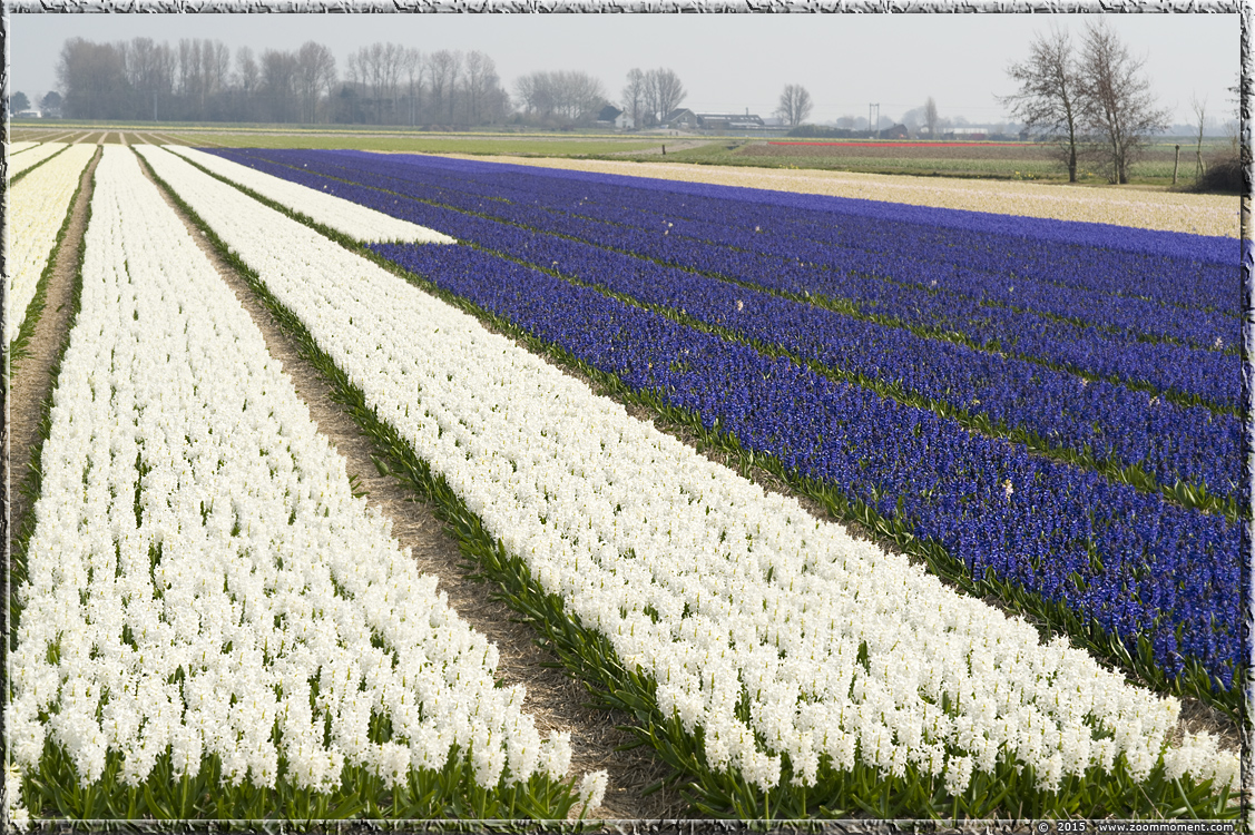 hyacinten Bollenstreek   Bulbs District
Trefwoorden: Bollenstreek Lisse Nederland  Bulbs District hyacinth hyacint