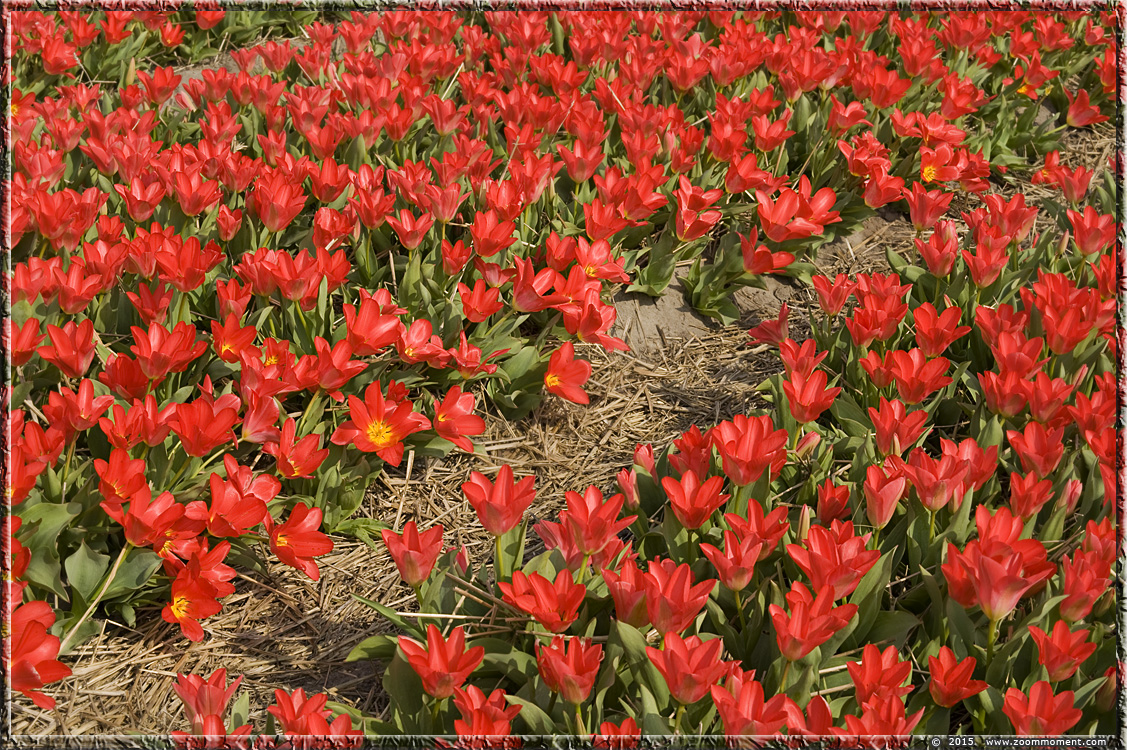 tulpen  Bollenstreek Nederland   tulips   Bulbs District Netherlands
Parole chiave: Bollenstreek Lisse Nederland  Bulbs District Netherlands tulp tulip