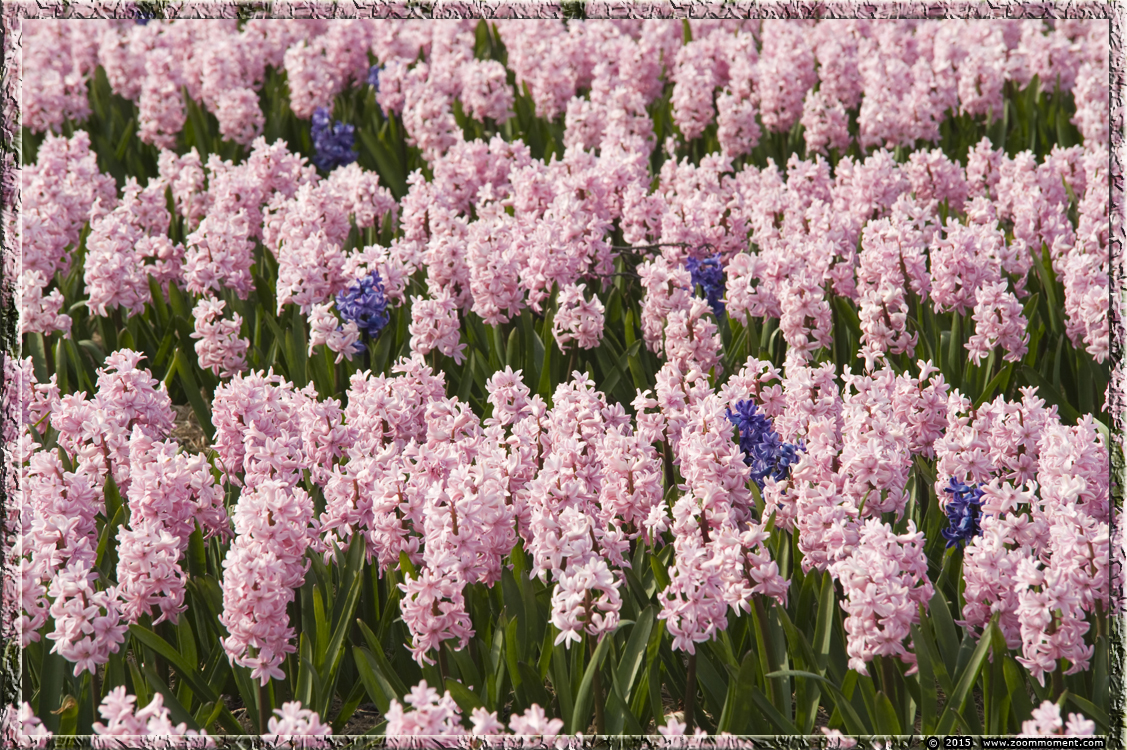 hyacinten Bollenstreek   Bulbs District
Ключевые слова: Bollenstreek Lisse Nederland  Bulbs District hyacinth hyacint