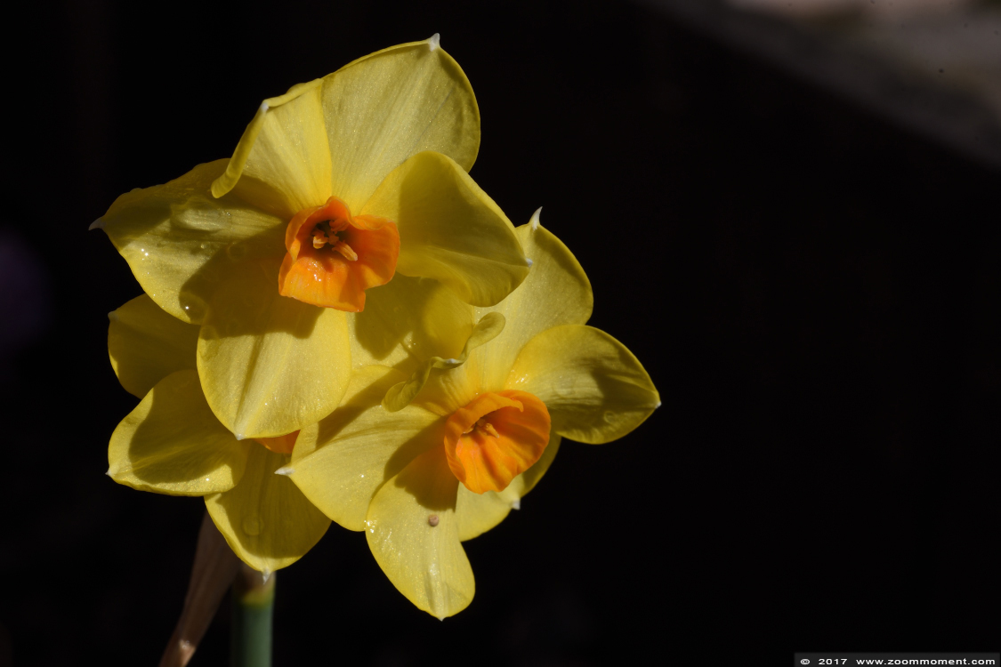 narcis of paasbloem ( Narcissus ) Narzissen
Trefwoorden: Tuin Beerse paasbloem narcis Narcissus Narzissen