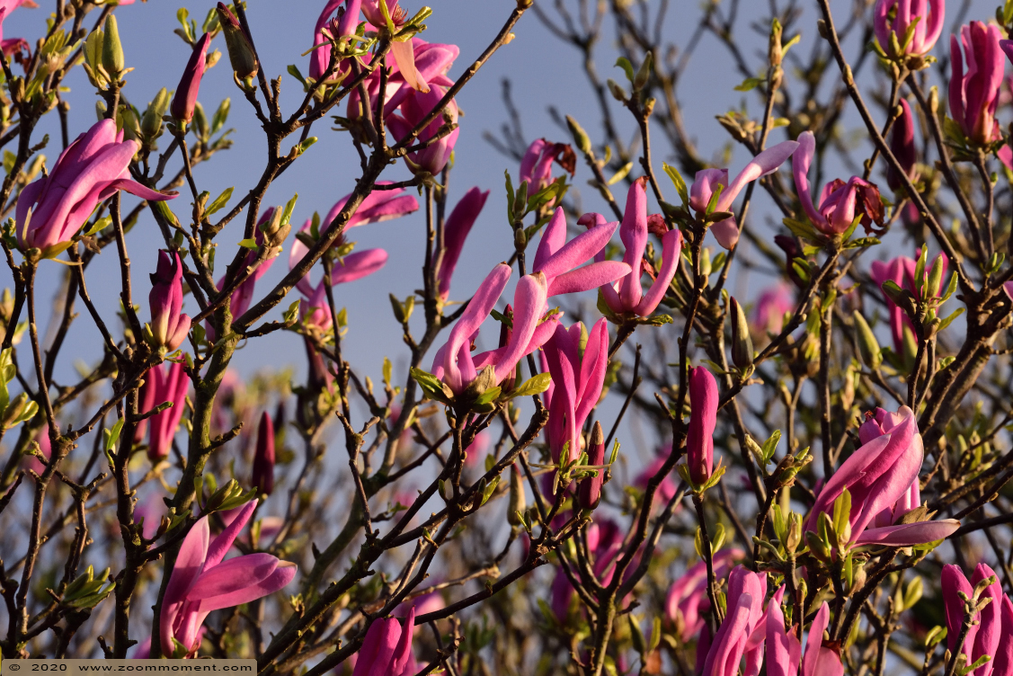 magnolia 
Trefwoorden: Tuin Beerse Belgium magnolia