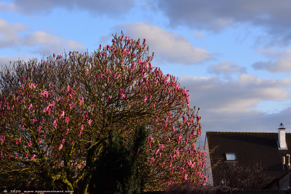 magnolia 
Słowa kluczowe: Tuin Beerse Belgium magnolia