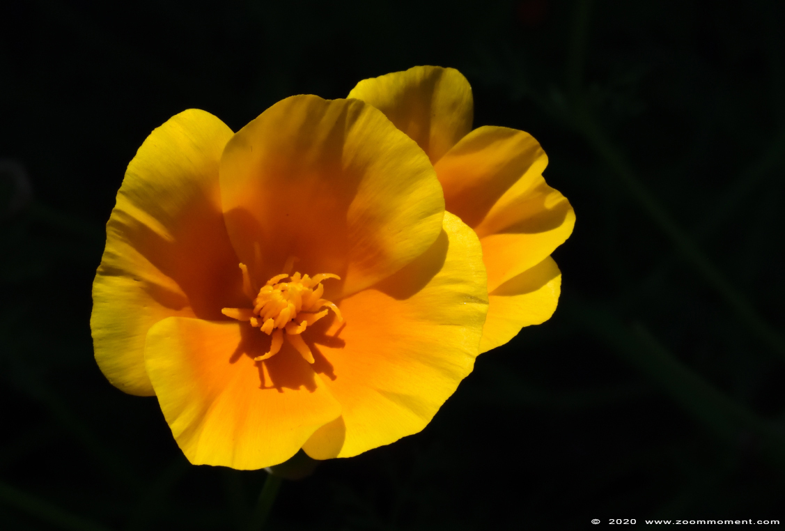 Trefwoorden: Beerse tuin bloem flower