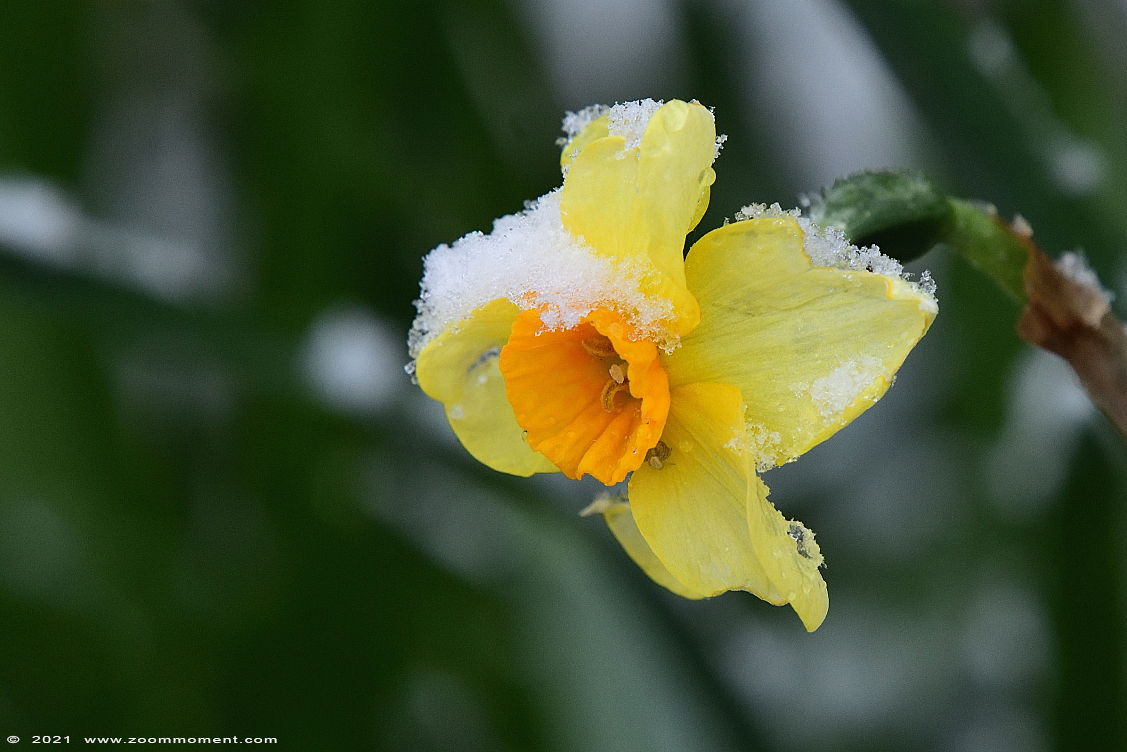 narcis of paasbloem ( Narcissus ) Narzissen
Trefwoorden: Beerse tuin sneeuw snow bloem flower narcis paasbloem Narcissus Narzissen