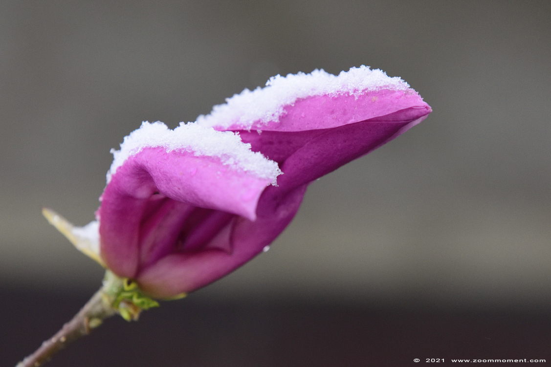 magnolia
Trefwoorden: Beerse tuin sneeuw snow bloem flower magnolia