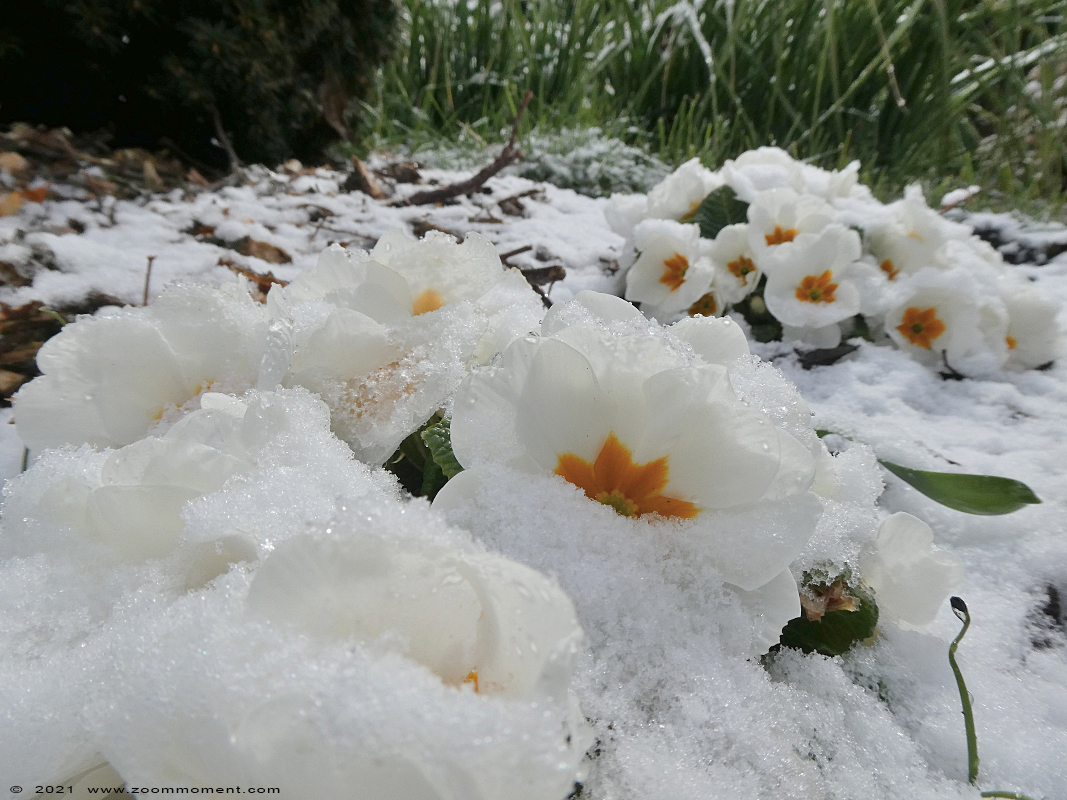 Trefwoorden: Beerse tuin sneeuw snow bloem flower