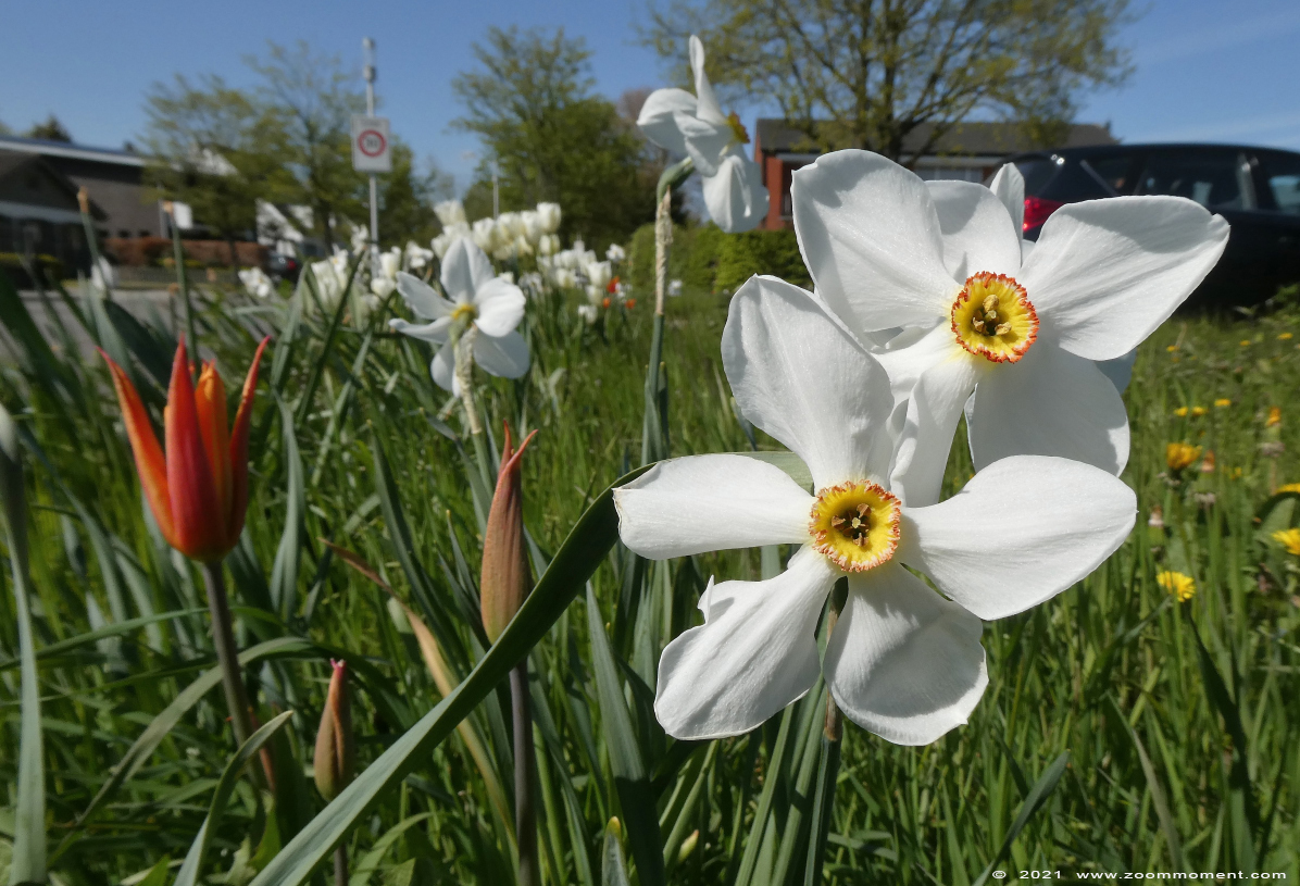 narcis of paasbloem ( Narcissus ) Narzissen
Trefwoorden: Streetart bloem flower paasbloem narcis Narcissus Narzissen