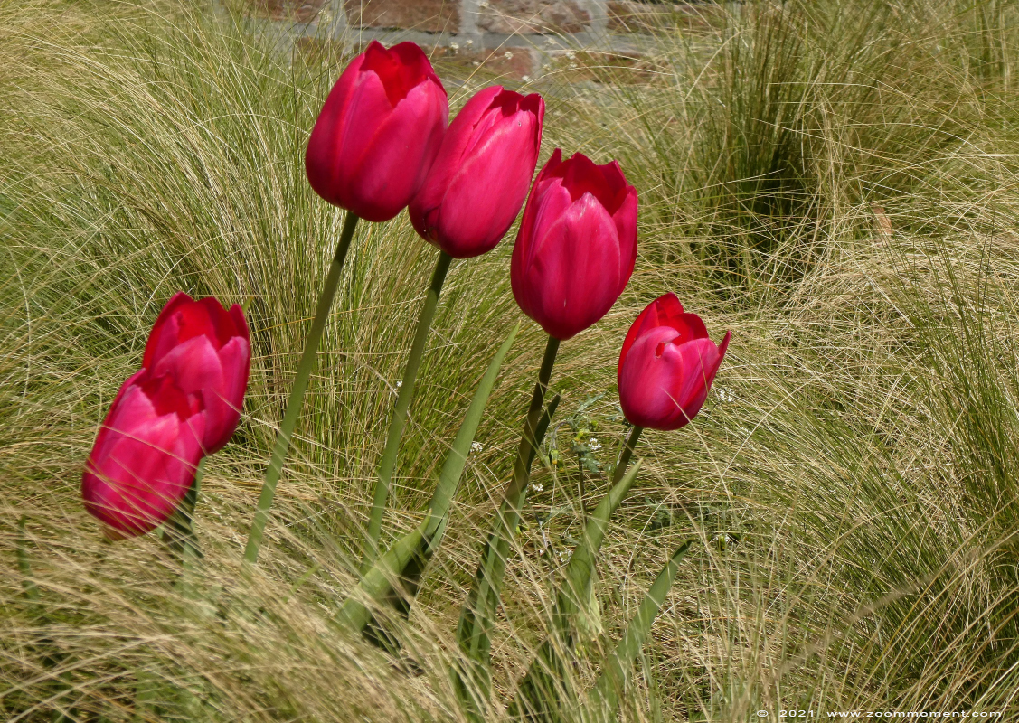 tulp ( Tulipa ) tulip
Trefwoorden: Streetart tulp tulip Tulipa