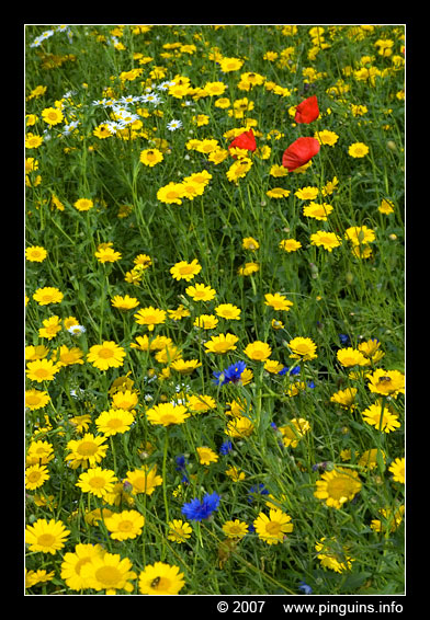 wilde bloemenwei ( Nossegem Belgium ) wild flowers
Trefwoorden: wilde bloemenwei Nossegem Belgium wild flowers