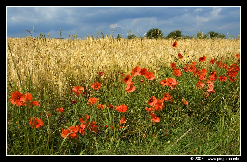 klaprozen  ( Nossegem Belgium )  poppies
Keywords: klaprozen  Nossegem Belgium  poppies poppy klaproos rood bloem red flower