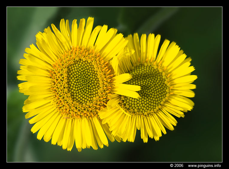 heelblaadjes  ( Pulicaria dysenterica ? )
Keywords: Voornes Duin Nederland gele bloem yellow heelblaadjes Pulicaria dysenterica