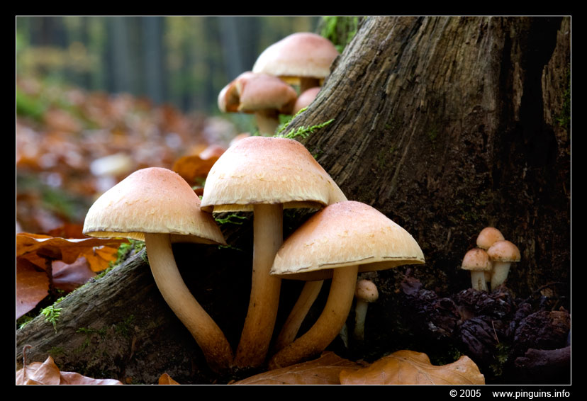 paddenstoel ( species ? ) fungus
Vermoedelijk gewone zwavelkop, maar niet met zekerheid te bepalen
Trefwoorden: Kortenberg Molenbeek Belgie Belgium Belgie Belgium paddestoel paddenstoel fungus fungi