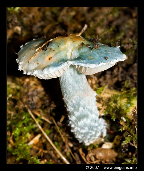 valse kopergroenzwam ( Stropharia caerulea ) blue roundhead
Trefwoorden: Koeheide Bertem Belgie Belgium paddestoel paddenstoel fungus fungi valse kopergroenzwam Stropharia caerulea blue roundhead