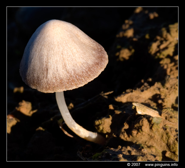 hertenzwam ( Pluteus species  ) Pluteus fungus
Trefwoorden: Koeheide Bertem Belgie Belgium paddestoel paddenstoel fungus fungi Pluteus hertenzwam