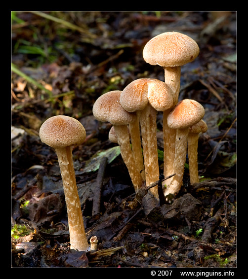 paddenstoel ( species ? ) fungus
onbekende soort
unknown species
Trefwoorden: Koeheide Bertem Belgie Belgium paddestoel paddenstoel fungus fungi