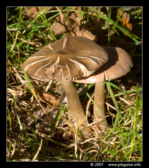hertenzwam ( Pluteus species ? ) fungus
Paraules clau: Mechels Broek Mechelen Belgie Belgium paddestoel paddenstoel fungus fungi hertenzwam Pluteus