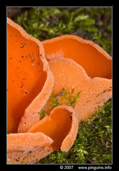 grote oranje bekerzwam  ( Aleuria aurantia ) orange peel fungus
Trefwoorden: Waarloos oude spoorwegberm Belgie Belgium paddestoel paddenstoel fungus fungi grote oranje bekerzwam Aleuria aurantia orange peel fungus