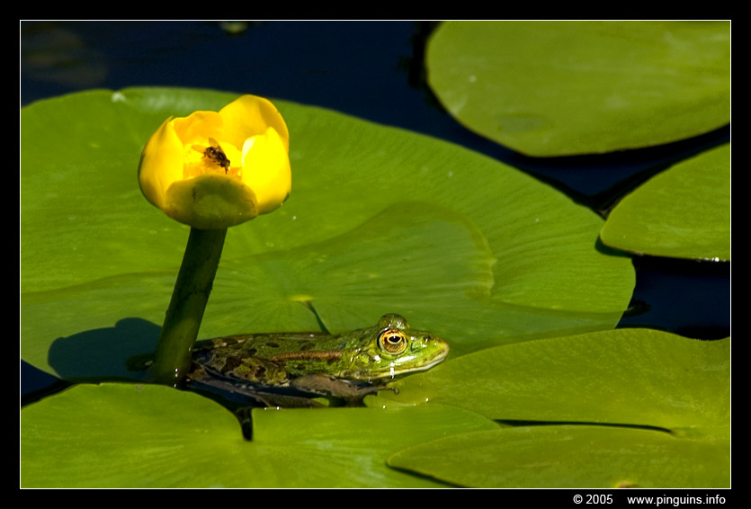 groene kikker  ( Rana lessonae )  pool frog
Grensoverschrijdend natuurgebied Hageven in Neerpelt (BE) - Plateaux (NL)
Keywords: Hageven Belgie Belgium kikker Rana lessonae pool frog
