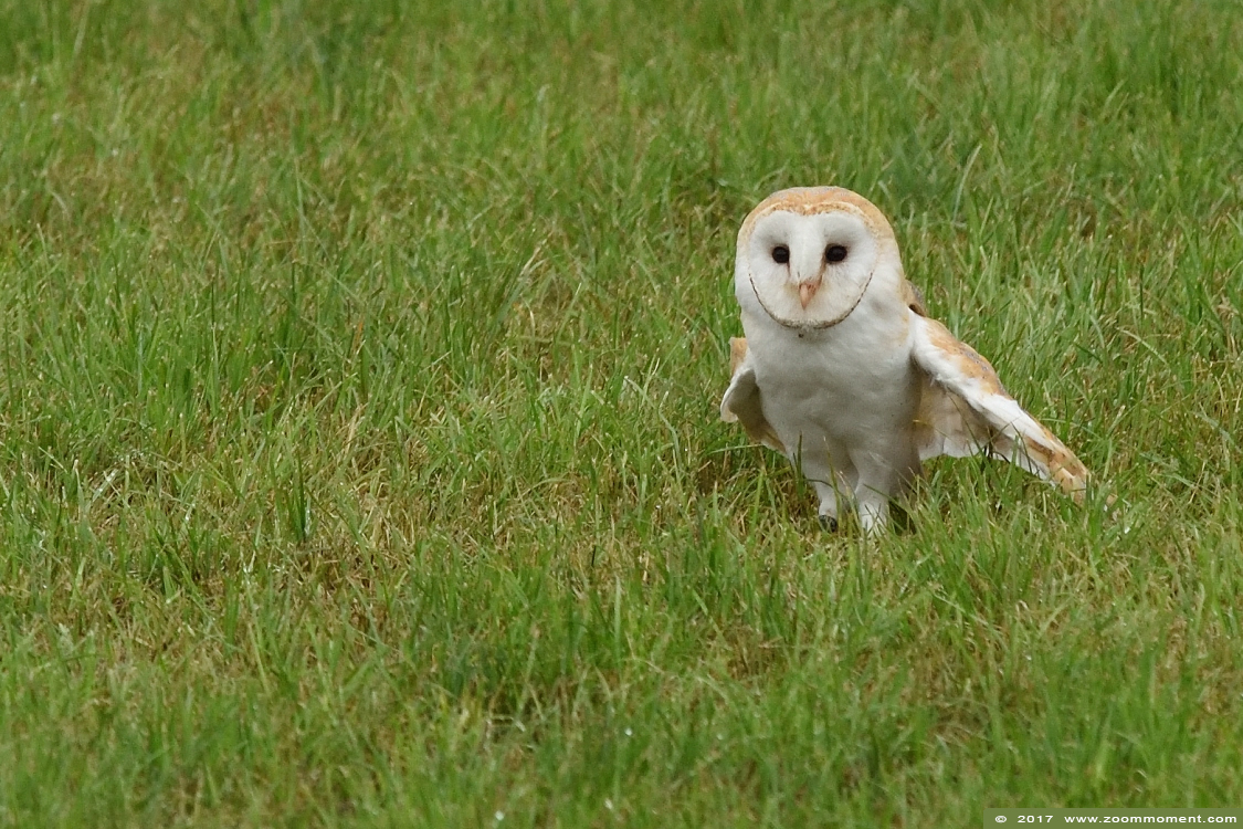 kerkuil ( Tyto alba ) barn owl
Λέξεις-κλειδιά: Rob Vogelhof Boxtel kerkuil Tyto alba barn owl