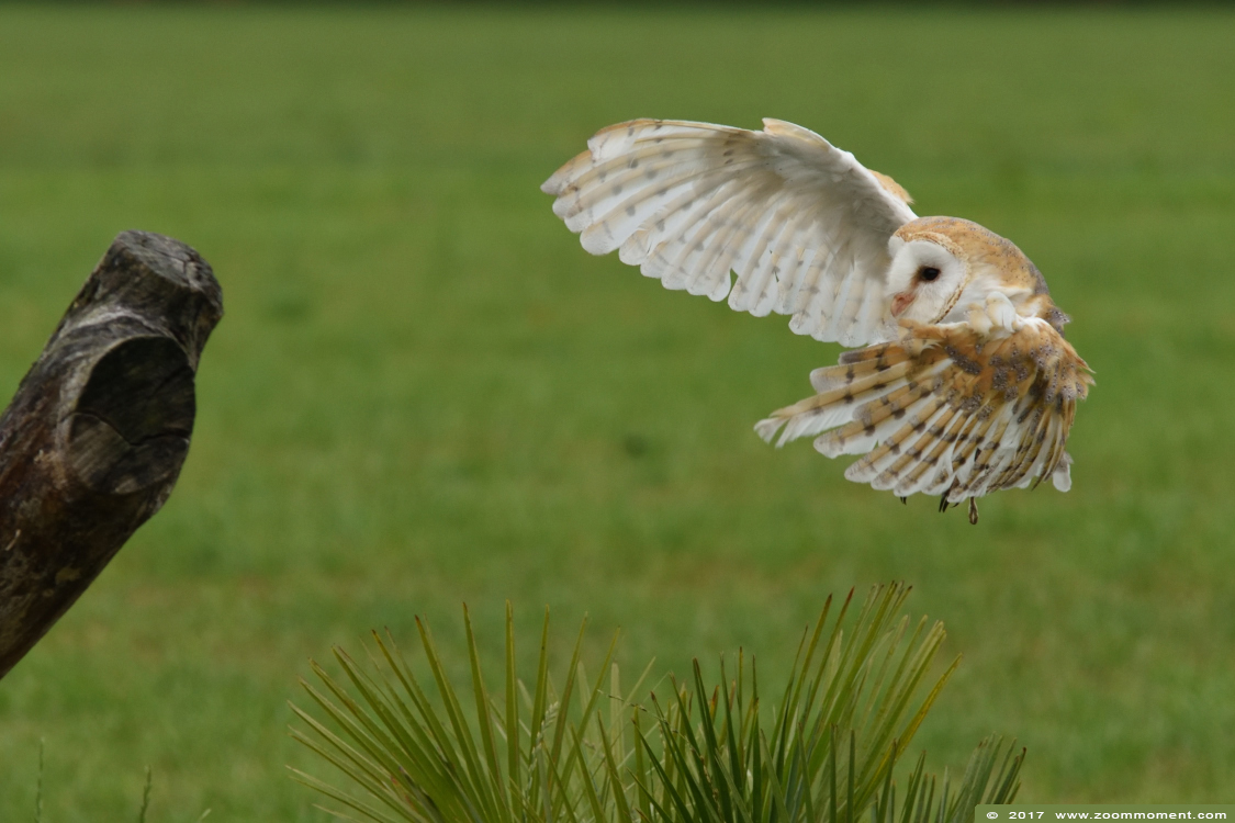kerkuil ( Tyto alba ) barn owl
Ключові слова: Rob Vogelhof Boxtel kerkuil Tyto alba barn owl