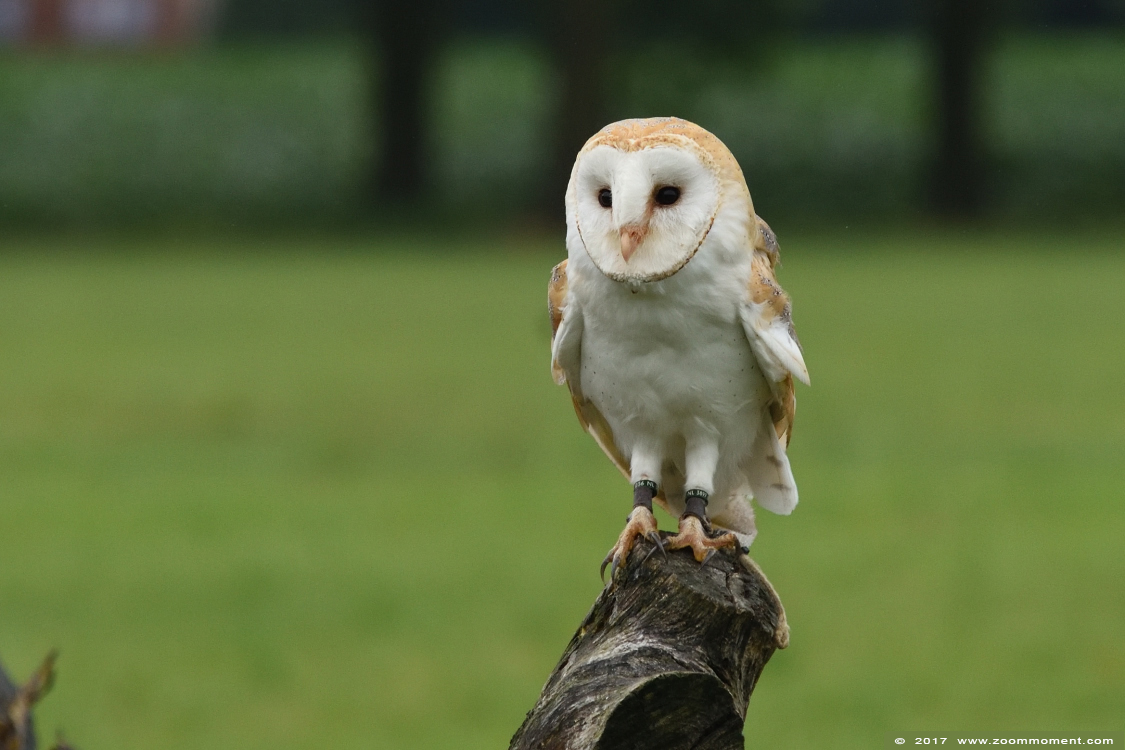 kerkuil ( Tyto alba ) barn owl
Avainsanat: Rob Vogelhof Boxtel kerkuil Tyto alba barn owl