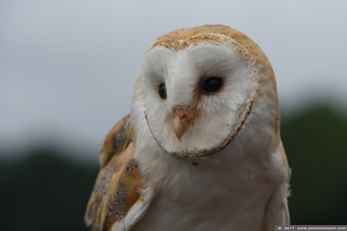 kerkuil ( Tyto alba ) barn owl
Palavras chave: Rob Vogelhof Boxtel kerkuil Tyto alba barn owl