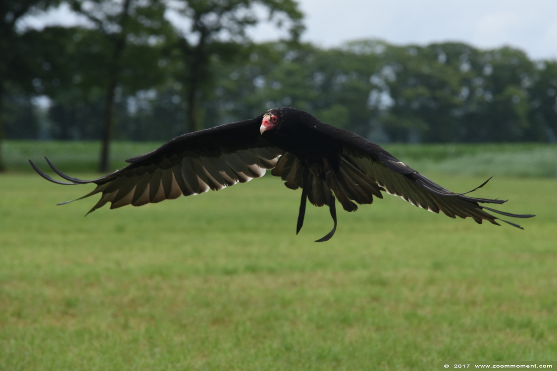 kalkoengier of roodkopgier  ( Cathartes aura ) turkey vulture 
Parole chiave: Rob Vogelhof Boxtel kalkoengier roodkopgier Cathartes aura turkey vulture