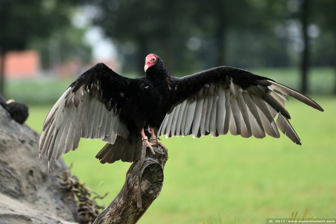 kalkoengier of roodkopgier  ( Cathartes aura ) turkey vulture 
Palabras clave: Rob Vogelhof Boxtel kalkoengier roodkopgier Cathartes aura turkey vulture