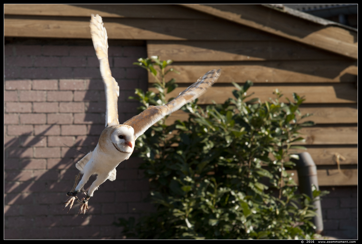 kerkuil  ( Tyto alba ) barn owl
Λέξεις-κλειδιά: Rob Vogelhof Boxtel kerkuil Tyto alba barn owl