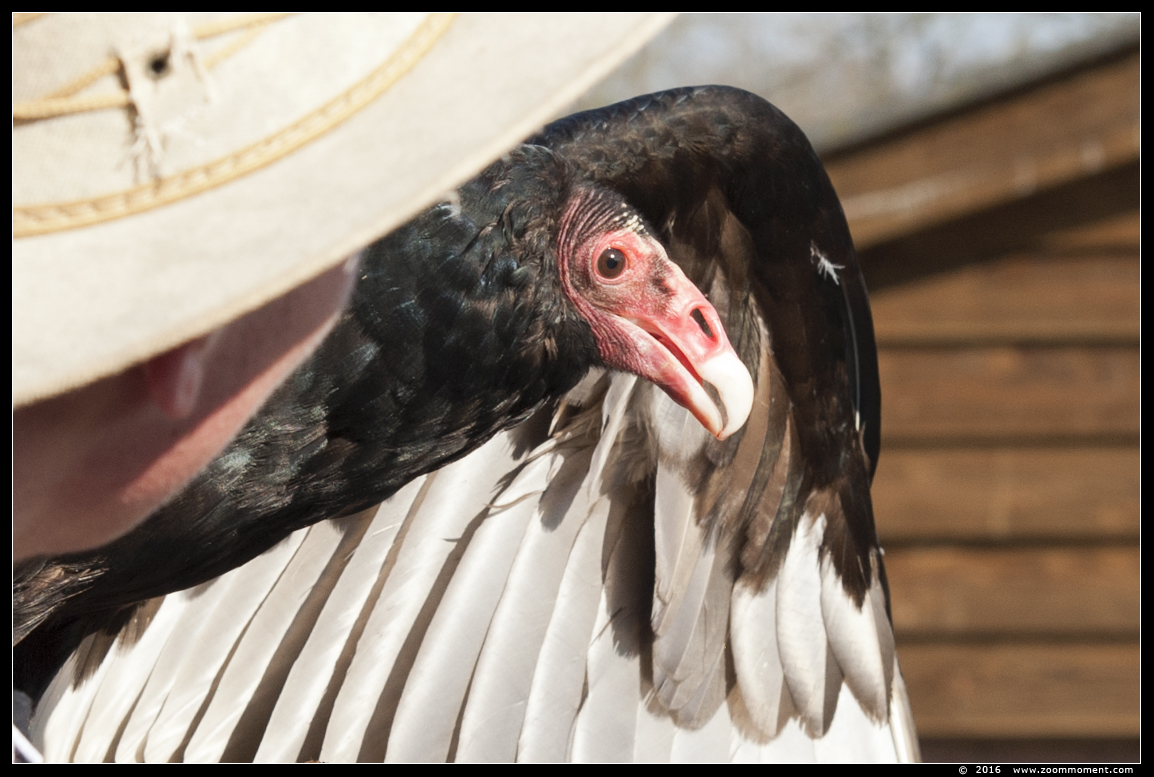 kalkoengier of roodkopgier (  Cathartes aura )  turkey vulture
Palavras chave: Rob Vogelhof Boxtel  kalkoengier roodkopgier  Cathartes aura  turkey vulture