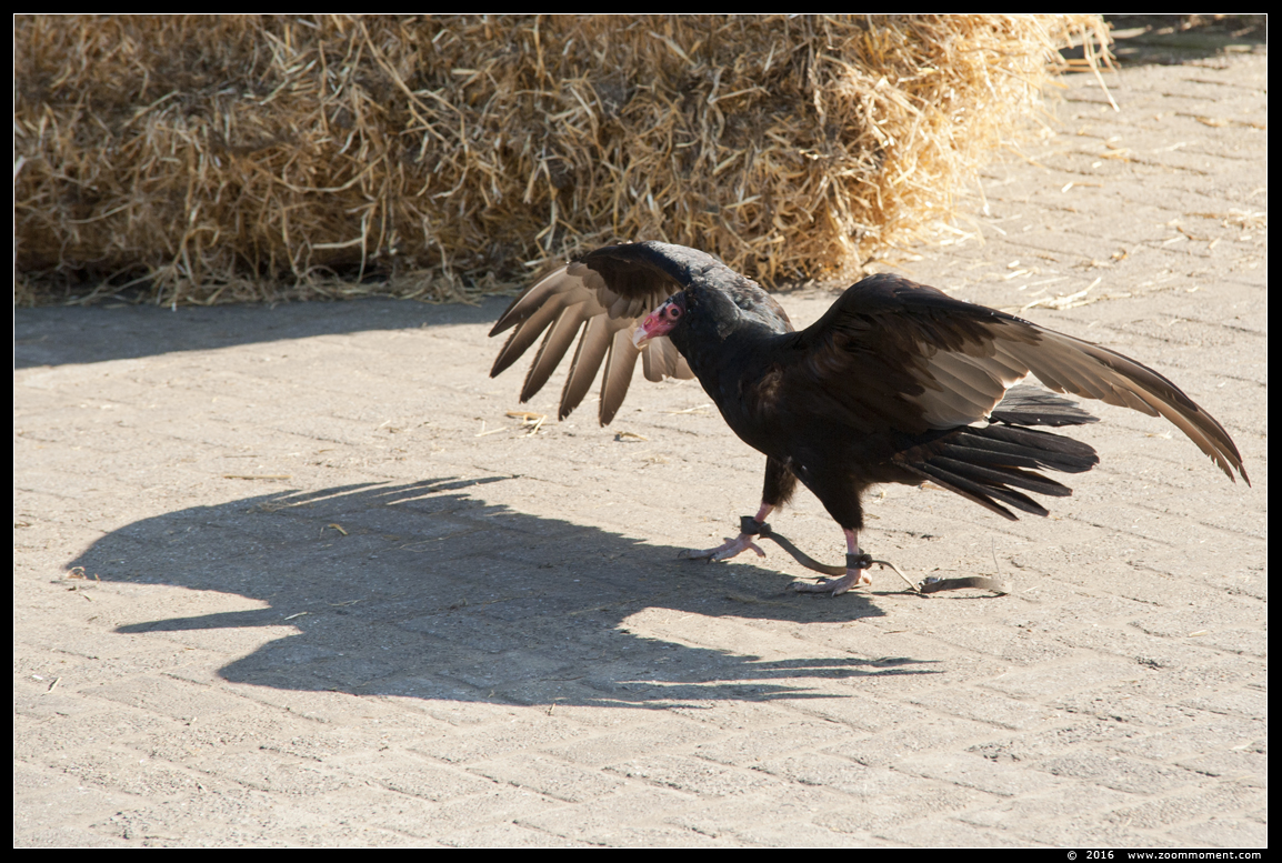 kalkoengier of roodkopgier (  Cathartes aura )  turkey vulture
Avainsanat: Rob Vogelhof Boxtel  kalkoengier roodkopgier  Cathartes aura  turkey vulture