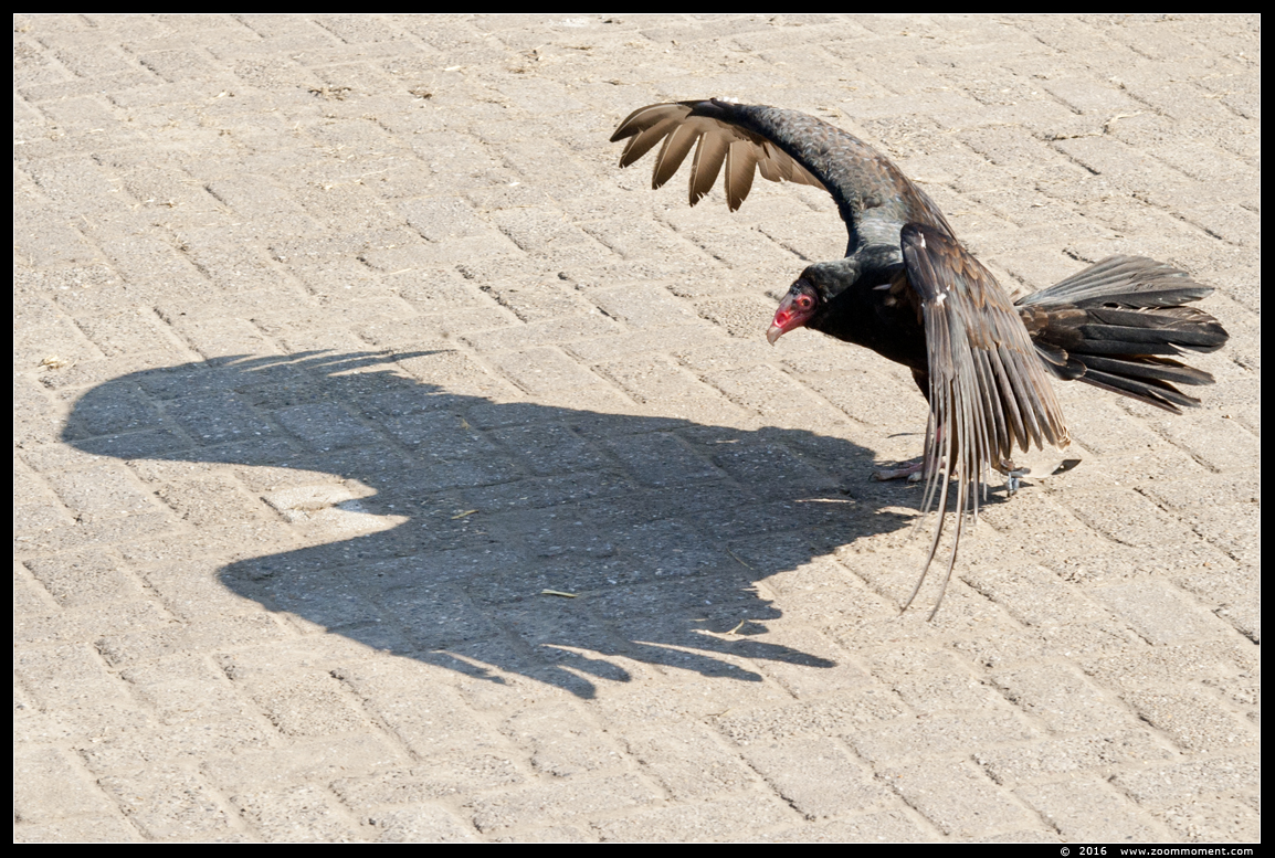 kalkoengier of roodkopgier (  Cathartes aura )  turkey vulture
Λέξεις-κλειδιά: Rob Vogelhof Boxtel  kalkoengier roodkopgier  Cathartes aura  turkey vulture