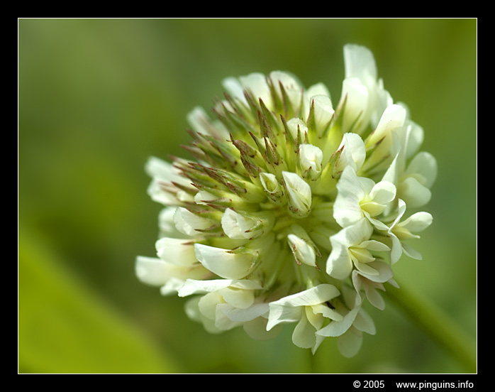witte klaver  ( Trifolium repens  )
Trefwoorden: Witte klaver Trifolium repens
