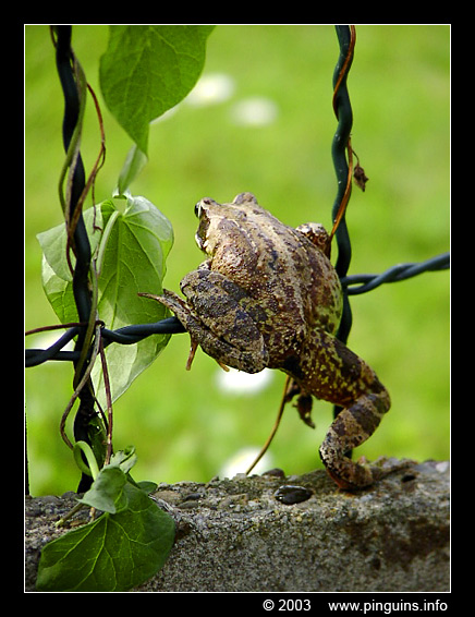 bruine kikker  ( Rana temporaria )  common frog
Ключевые слова: Rana temporaria bruine kikker common frog