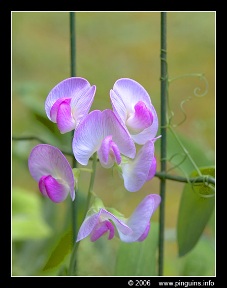 orchid    orchidee
Keywords: Viroinval Nismes Fondry des Chiens Belgie Belgium orchidee orchid