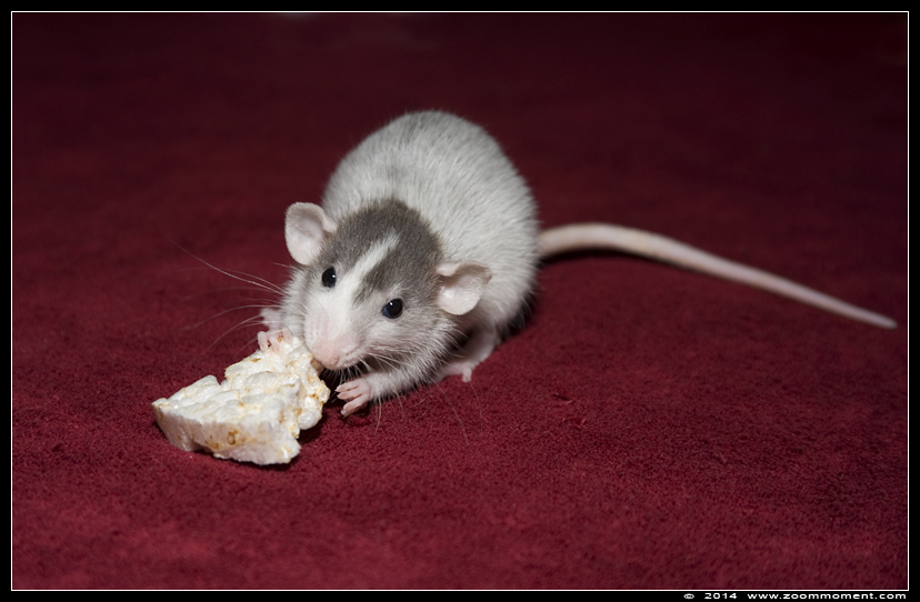 ratje Lily  ( Rattus norvegicus )
Trefwoorden: Rattus norvegicus rat Lily