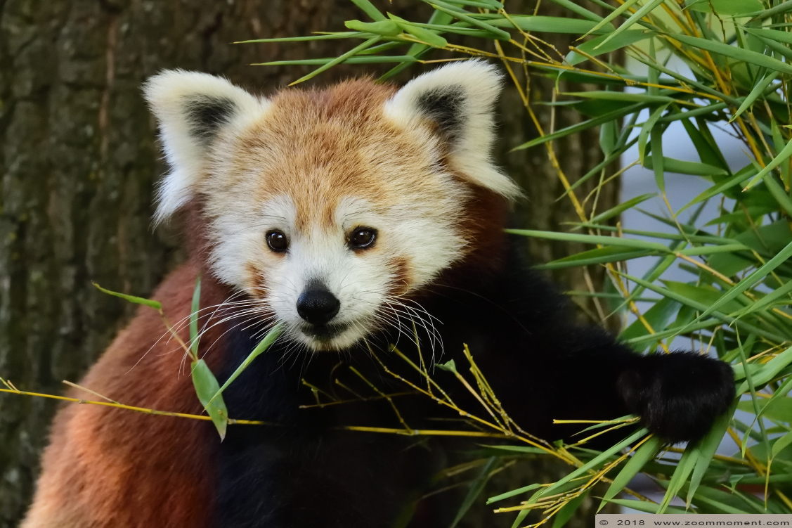 kleine of rode panda  ( Ailurus fulgens )    lesser or red panda
Keywords: Aachen Aken zoo red lesser panda rode kleine panda Ailurus fulgens