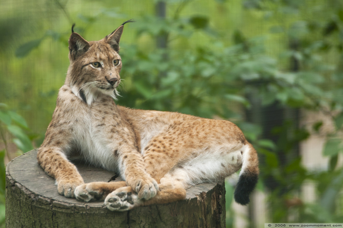 lynx ( Lynx lynx ) Eurasian lynx
Trefwoorden: Aachen Aken zoo Lynx lynx gewone lynx Eurasian lynx