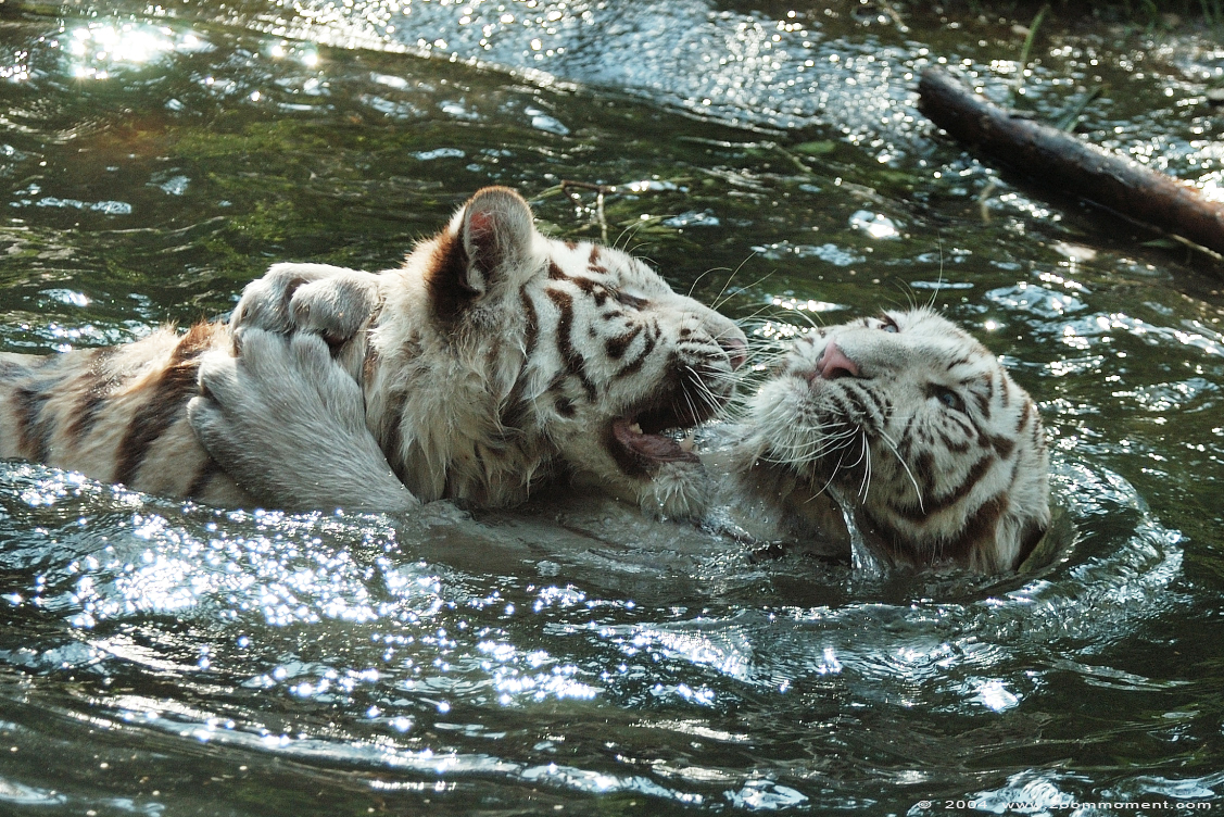 bengaalse witte tijger  ( Panthera tigris tigris )  Bengal white tiger
Trefwoorden: Dierenpark Amersfoort Panthera tigris tigris Bengal white tiger bengaalse witte tijger welp cub