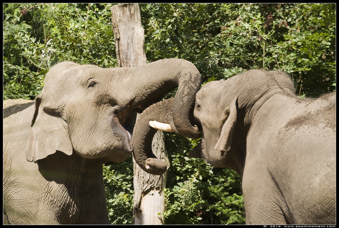 Aziatische olifant ( Elephas maximus ) Asian elephant
Trefwoorden: Dierenpark Amersfoort Aziatische olifant Elephas maximus  Asian elephant