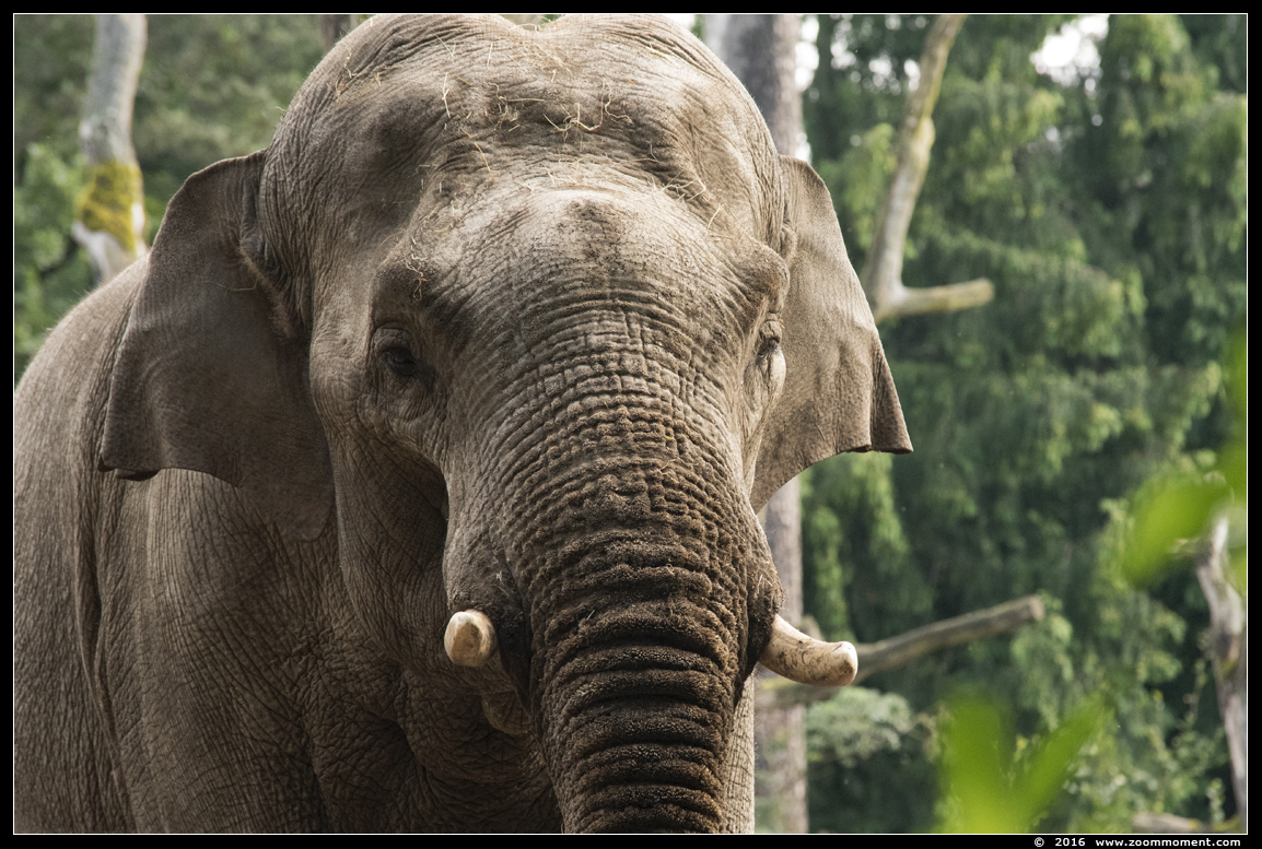 Aziatische olifant ( Elephas maximus ) Asian elephant
Trefwoorden: Dierenpark Amersfoort Aziatische olifant  Elephas maximus  Asian elephant 