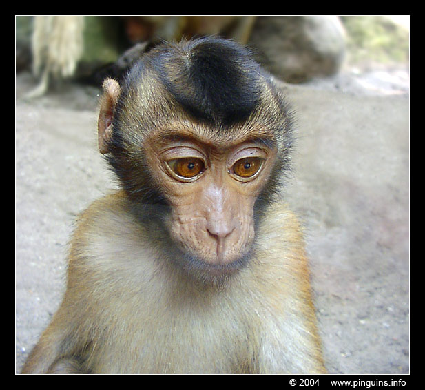 laponderaap  ( Macaca nemestrina )  pigtailed macaque
Avainsanat: Dierenpark Amersfoort Macaca nemestrina pigtailed macaque laponderaap