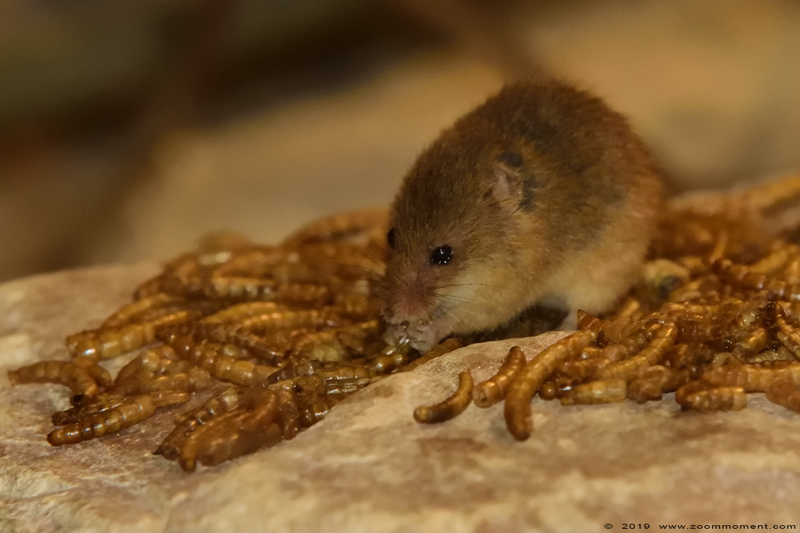dwergmuis ( Micromys minutus ) harvest mouse
Trefwoorden: Anholter Schweiz Germany dwergmuis Micromys minutus  harvest mouse