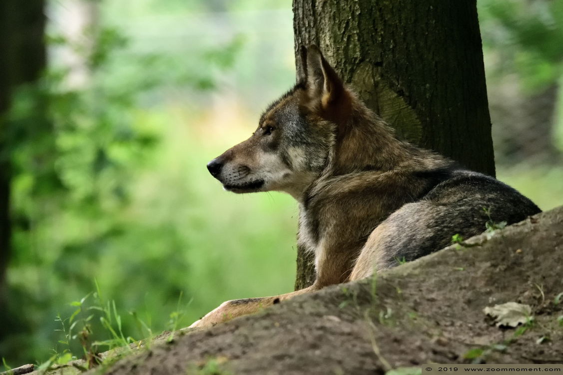 Europese wolf of Euraziatische wolf  ( Canis lupus lupus )  Eurasian wolf 
Trefwoorden: Anholter Schweiz Germany Europese wolf  Euraziatische wolf  Canis lupus lupus   Eurasian wolf 