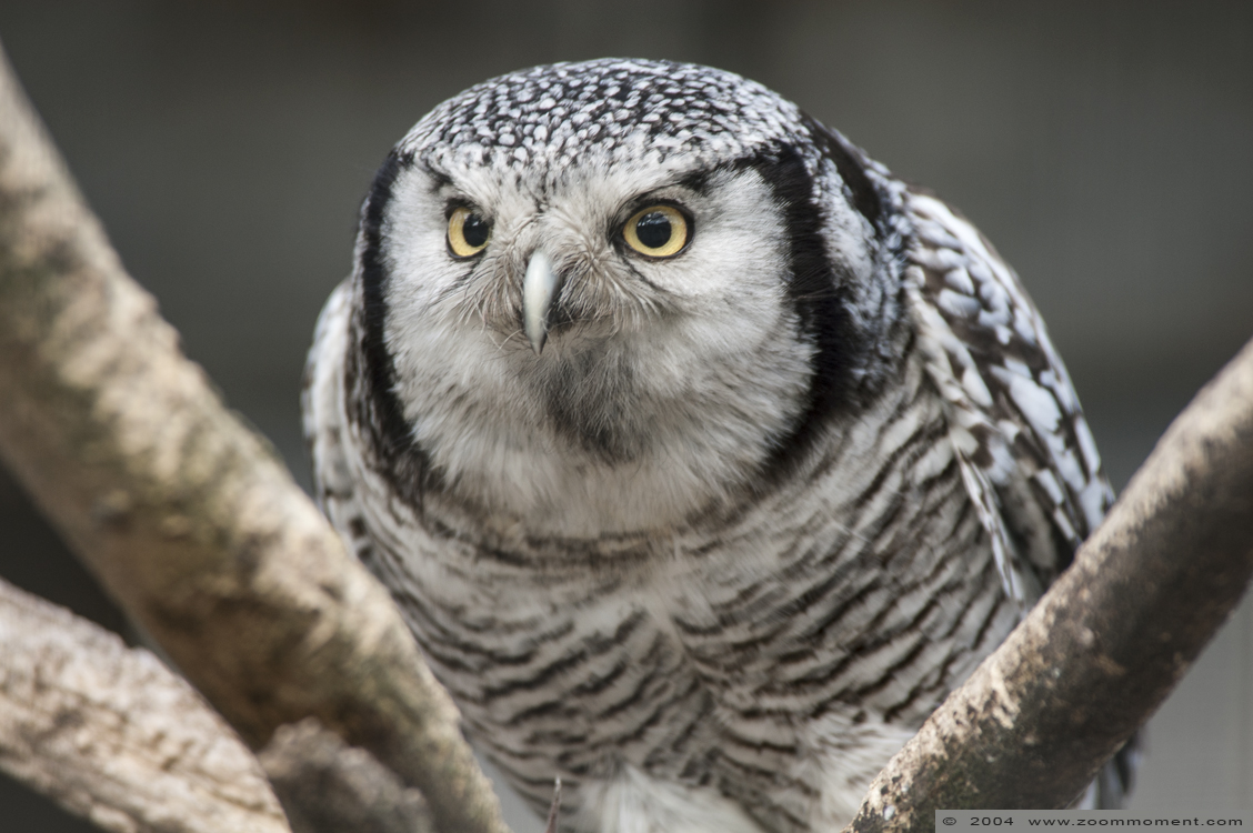 sperweruil  ( Surnia ulula )   hawk owl
Trefwoorden: Surnia ulula sperweruil hawk owl Antwerpen Antwerp zoo