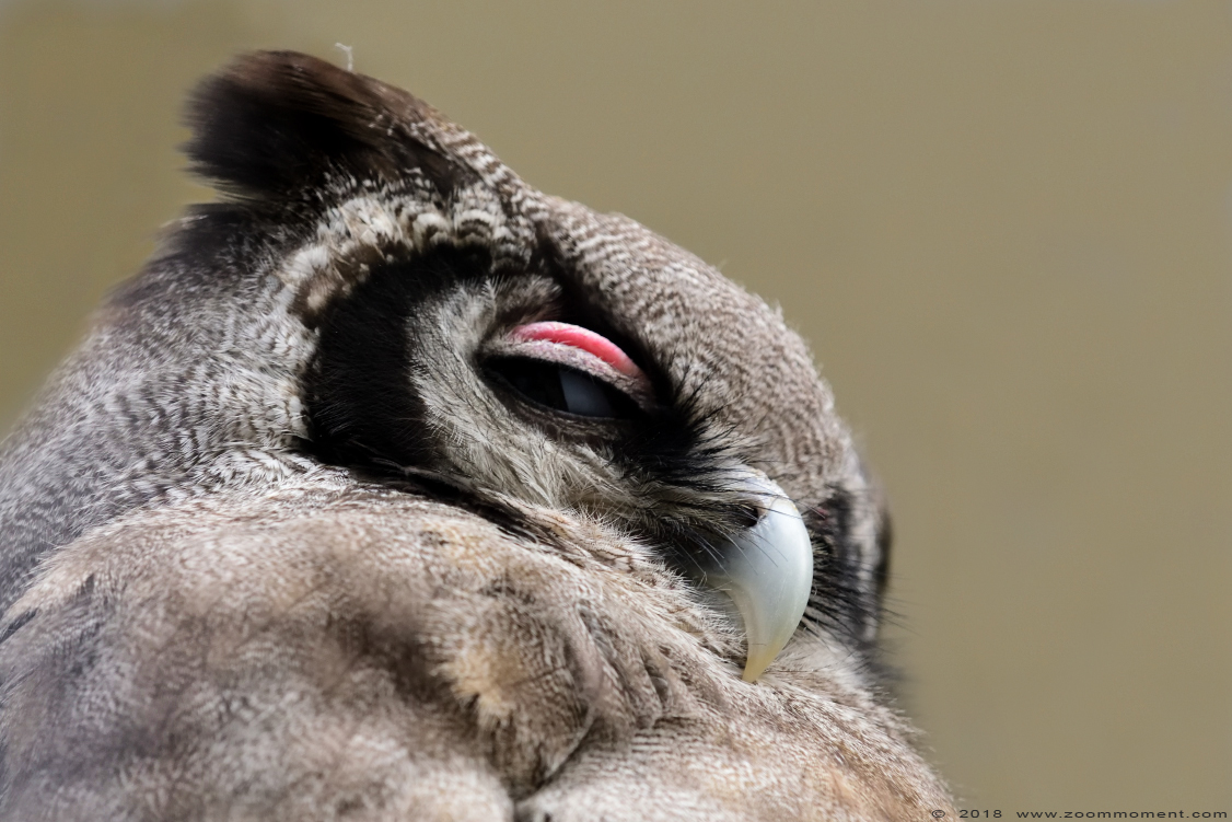 Verreaux' oehoe of melkwitte ooruil ( Bubo lacteus ) milky eagle owl
Trefwoorden: Antwerpen zoo Verreaux oehoe Bubo lacteus  melkwitte ooruil milky eagle owl