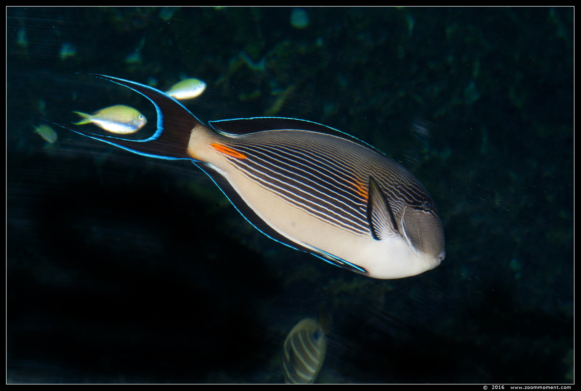 Rodezeedoktersvis ( Acanthurus sohal ) Red Sea surgeonfish
Trefwoorden: Antwerpen zoo vis fish Rodezeedoktersvis  Acanthurus sohal  Red Sea surgeonfish