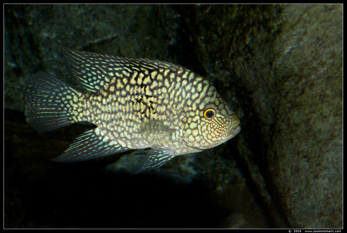 parelcichlide ( Herichthys carpintis ) pearlscale cichlid
Trefwoorden: Antwerpen zoo vis fish parelcichlide  Herichthys carpintis  pearlscale cichlid