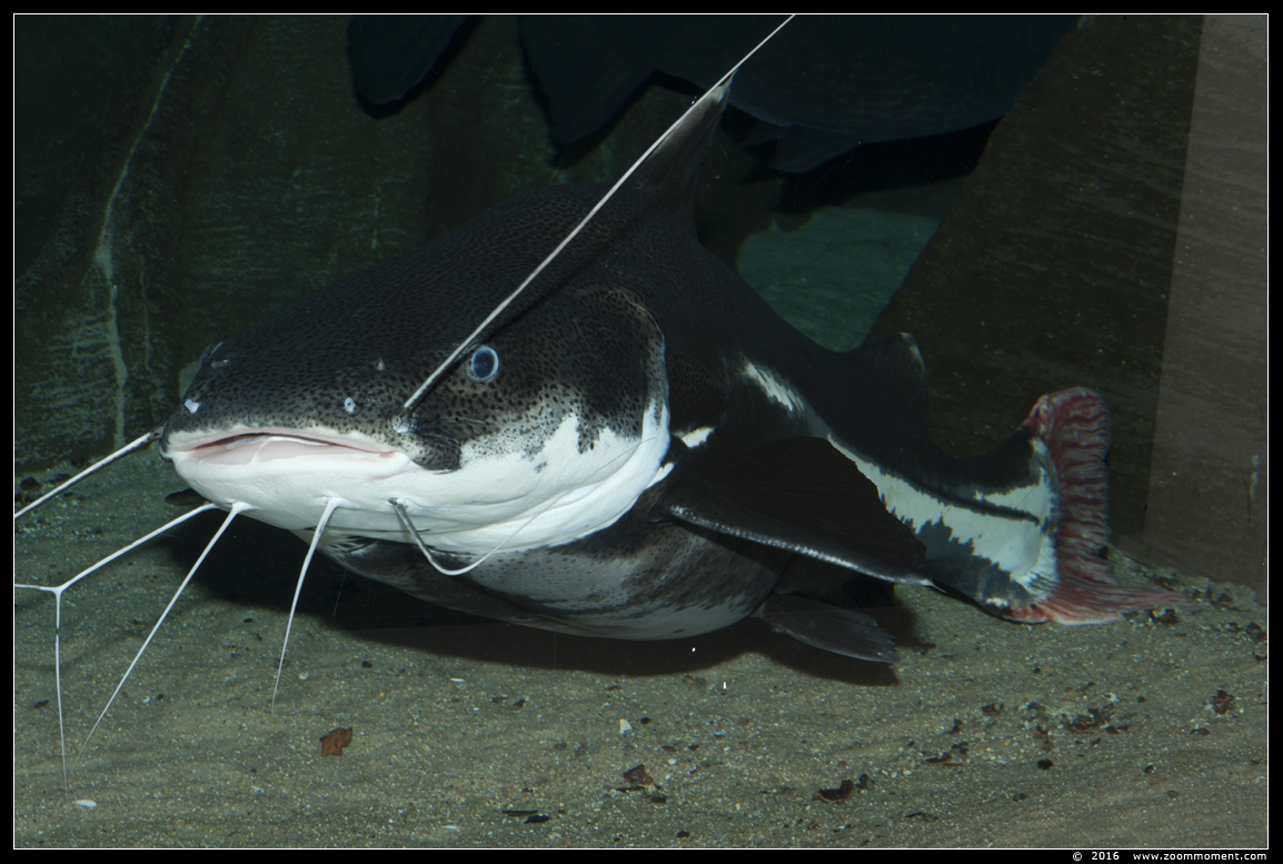 Roodstaartmeerval  ( Phractocephalus hemioliopterus ) redtail catfish
关键词: Antwerpen zoo vis fish roodstaartmeerval  Phractocephalus hemioliopterus  redtail catfish